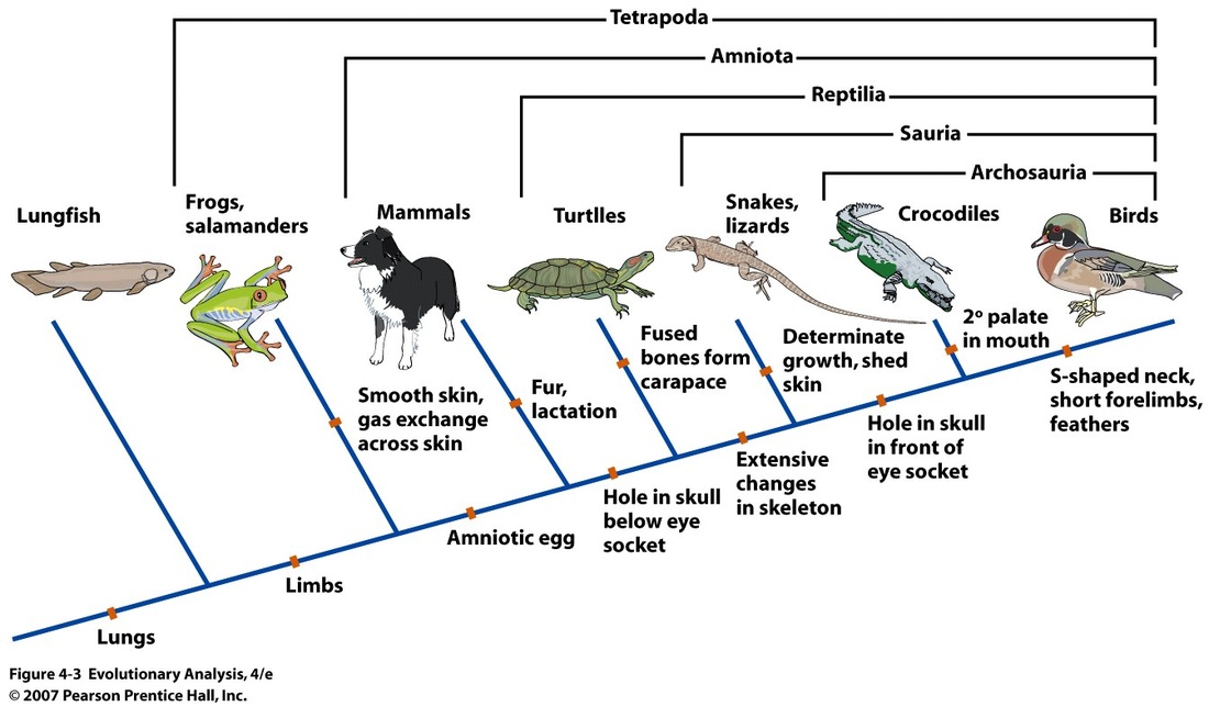 cladograms-dichotomous-key-taxonomy